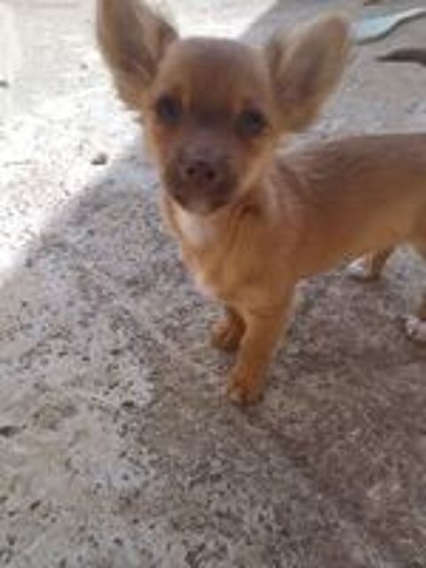   Mâle chihuahua  