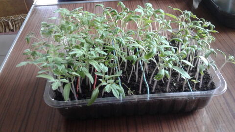 Semis de tomates Bio 1 Dijon (21)