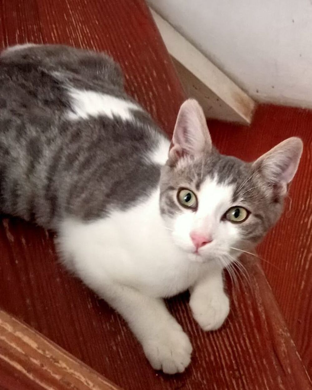  ELVIS 