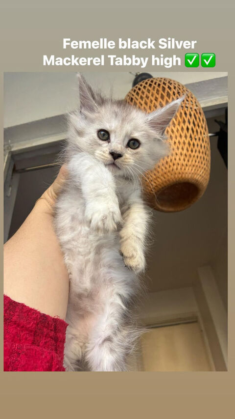 Maine coon LOOF 1400 83100 Toulon