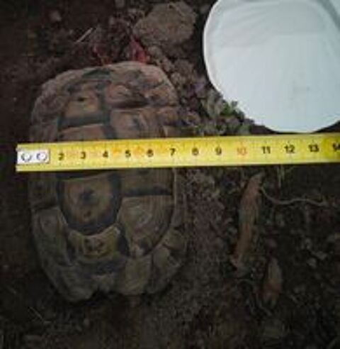   Tortue de terre 