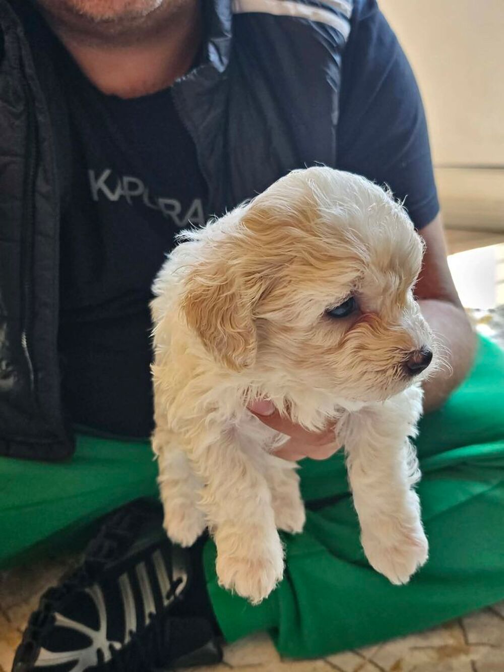   bichon maltais  