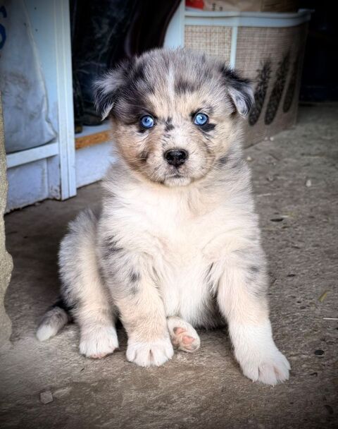 Chiot berger australien/finnois de Laponie 0 38138 Les c�tes-d'arey