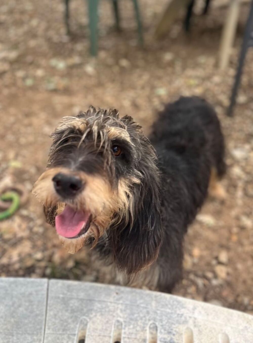   Teki, 14 mois, est à l'adoption! 