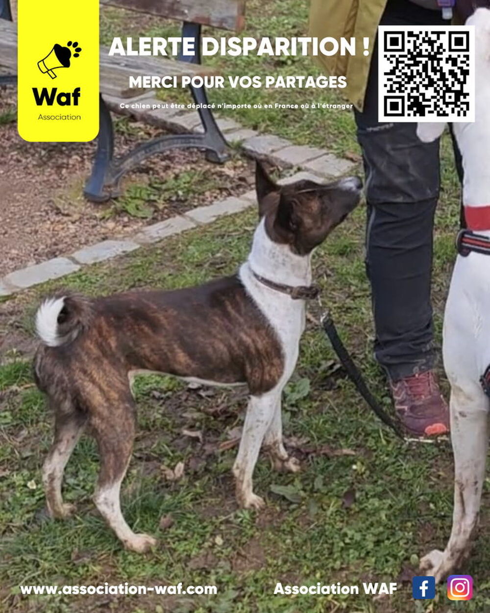   Recherche JACKY - Basenji  