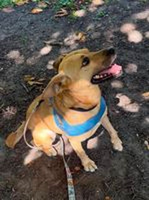   A L'ADOPTION KORA 