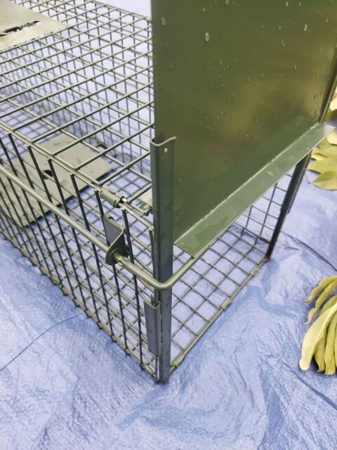 pige de capture 35 Saint-Rmy-l'Honor (78)