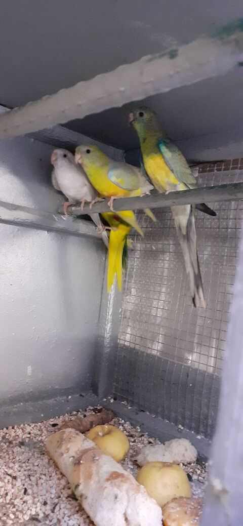 OISEAUX DE CAGES ET DE VOLI&Egrave;RES  40 22400 Lamballe