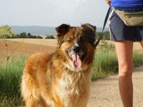   PINGO🩵 le chien dont tout le monde tombe amoureux  