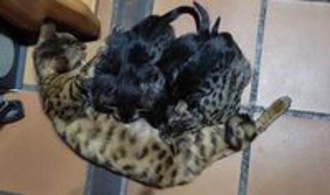   Ventes chatons bengal (3 femelles et 2 mâles) 
