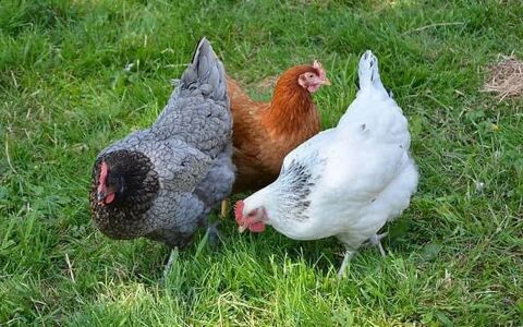 jeunes poules pondeuses 8 39120 Le deschaux