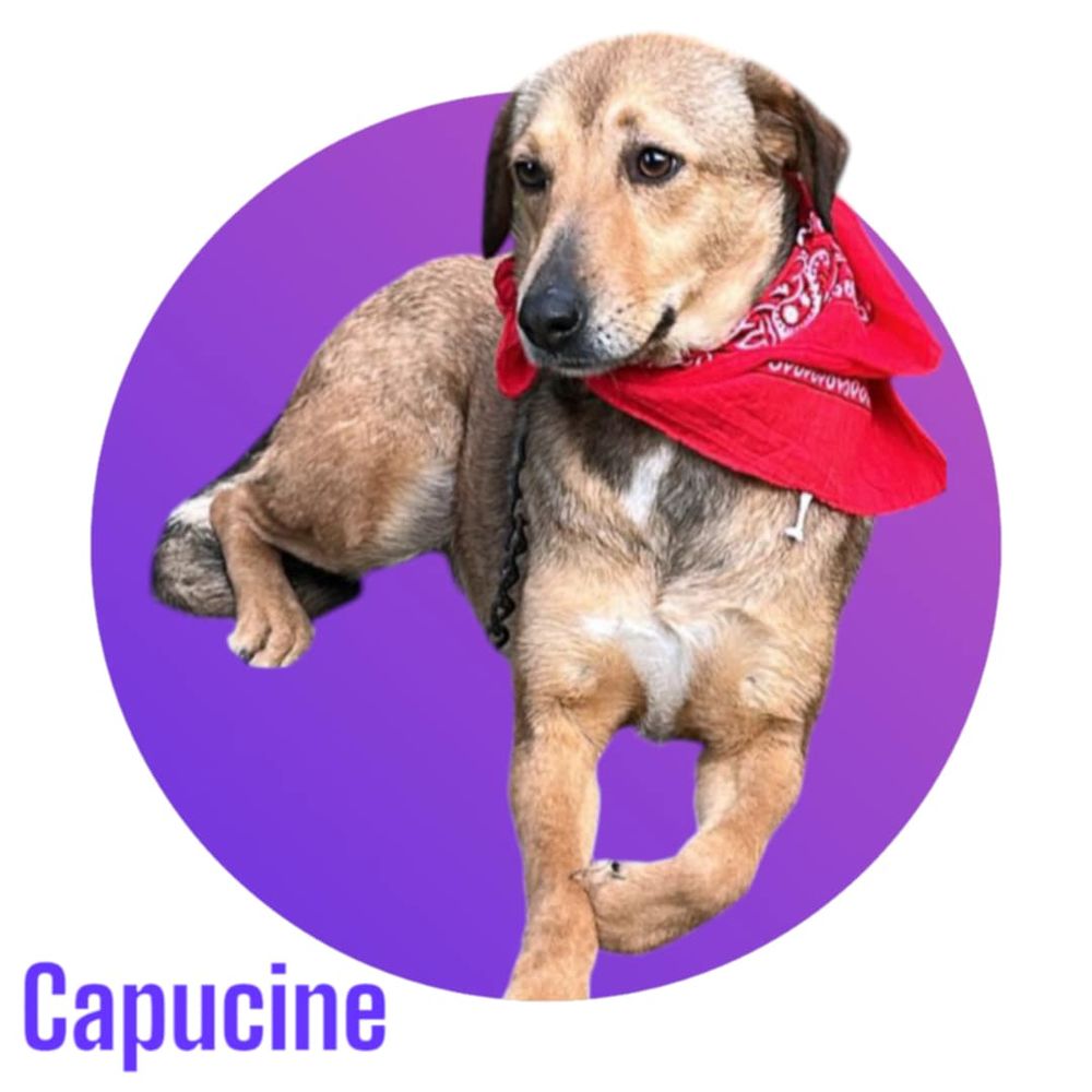   Capucine, une adorable puce, à l'adoption ! 💖 