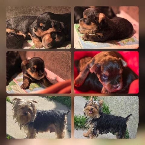 reste  a RESERVER 1  CHIOTS male  YORKSHIRE   TERRIER 1200 59540 Caudry