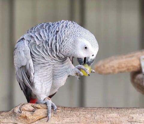 Femelle gris du Gabon 0 35000 Rennes
