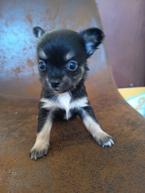 chiot+Chihuahua+male+et+femelle+a+r&eacute;server 750 62300 Lens