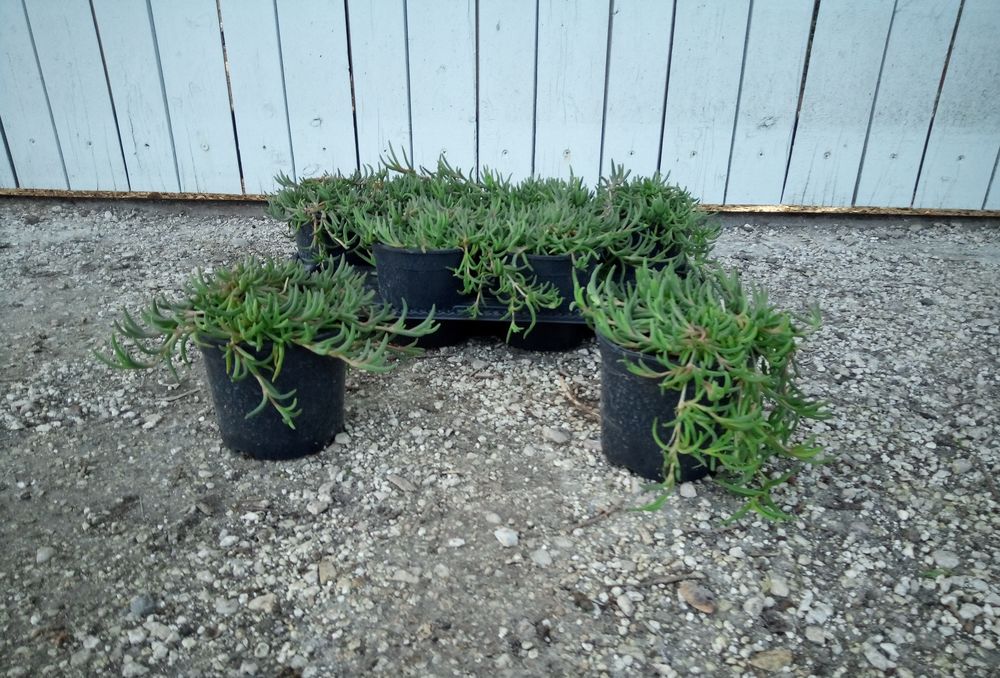 Vivace tapissante, couvre-sol 'Pourpier de Cooper' 'Fico&iuml;de' Jardin