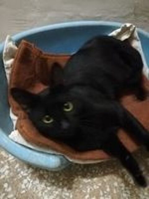   Jeune et brave chat à adopter sur Marseille 