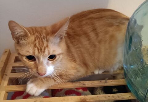 BRETZEL, chaton roux et blanc 6 mois 120 34000 Montpellier