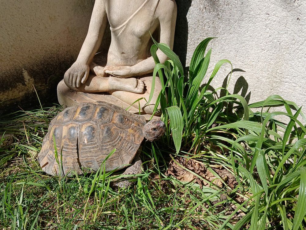   Tortue Testudo graeca ibera mâle 55 ans 