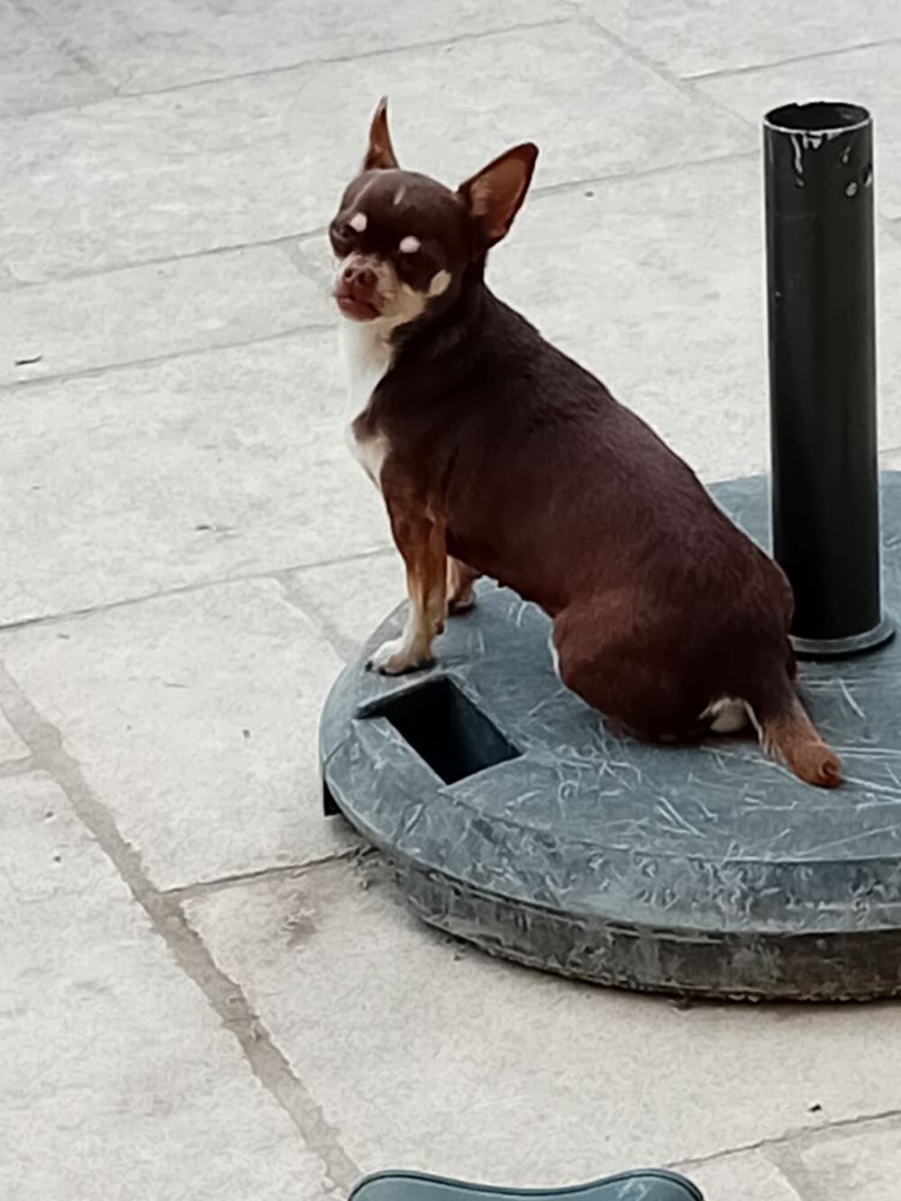   Saillie chihuahua  