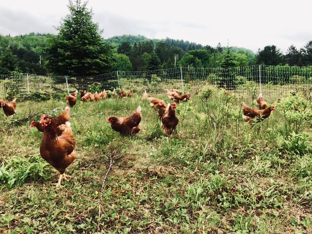   Poules pondeuses 
