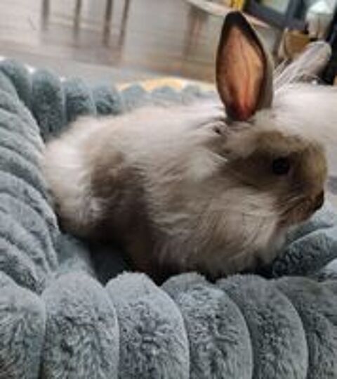   Adorable lapin nain tête de lion 
