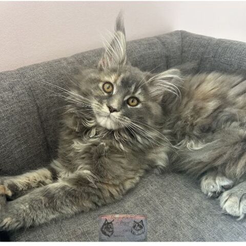 Chaton femelle Maine Coon 1500 11230 Puivert
