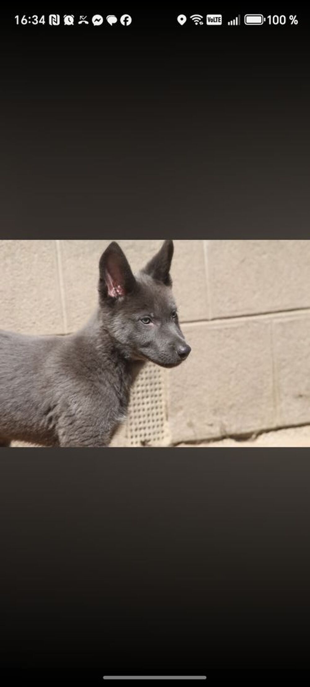   Chiots chiens loup
