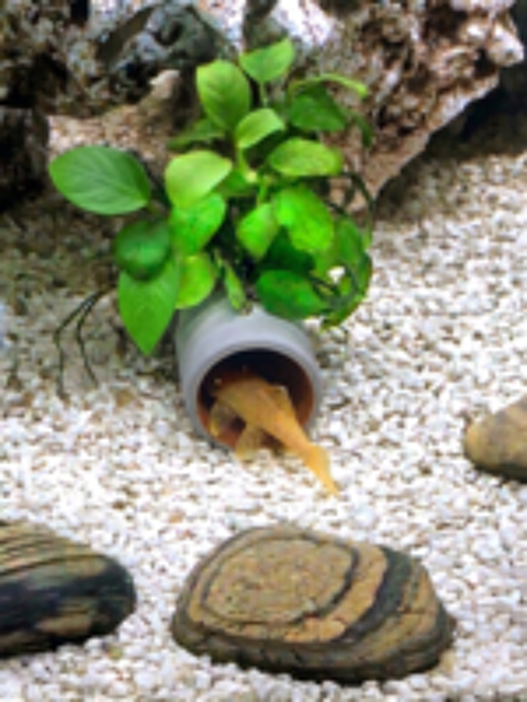   Cachettes pondoirs pour poissons et crustacés 