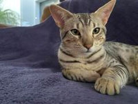   Savannah  