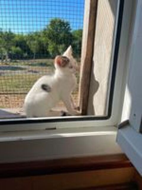   Oggy, chat blanc à adopter 