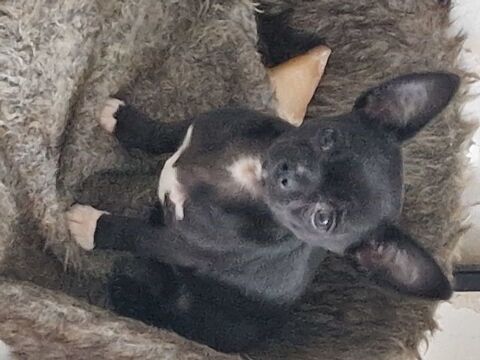 Chihuahua non lof pl court 900 37120 Luz