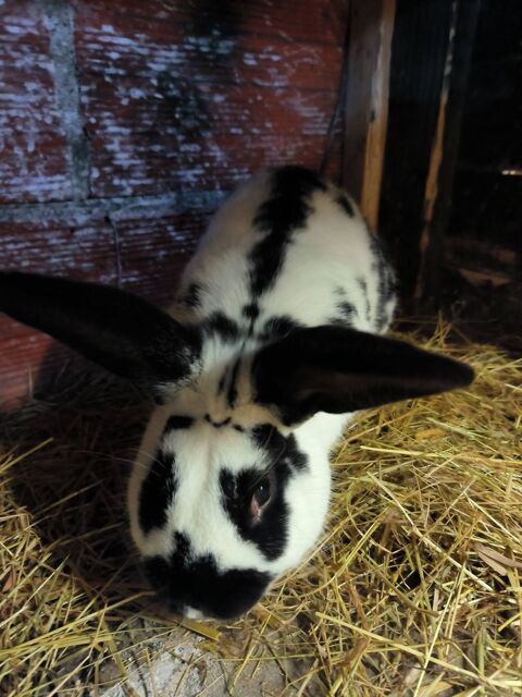 Lapin m&acirc;le crois&eacute; Papillon 25 28220 Cloyes-les-trois-rivi�res