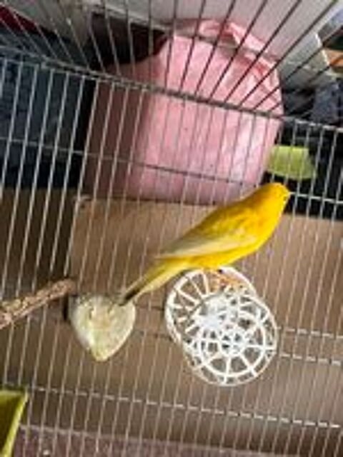   CANARIS 