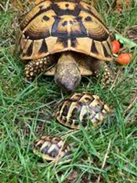   Tortue de terre  