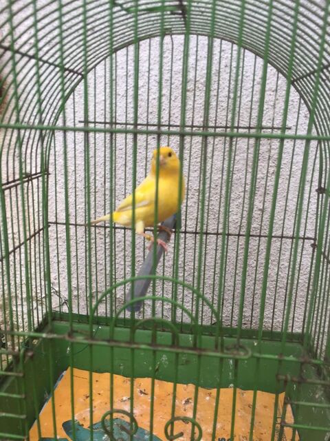 Canaris 2 femelle + 1 male 70 40380 Saint-geours-d'auribat