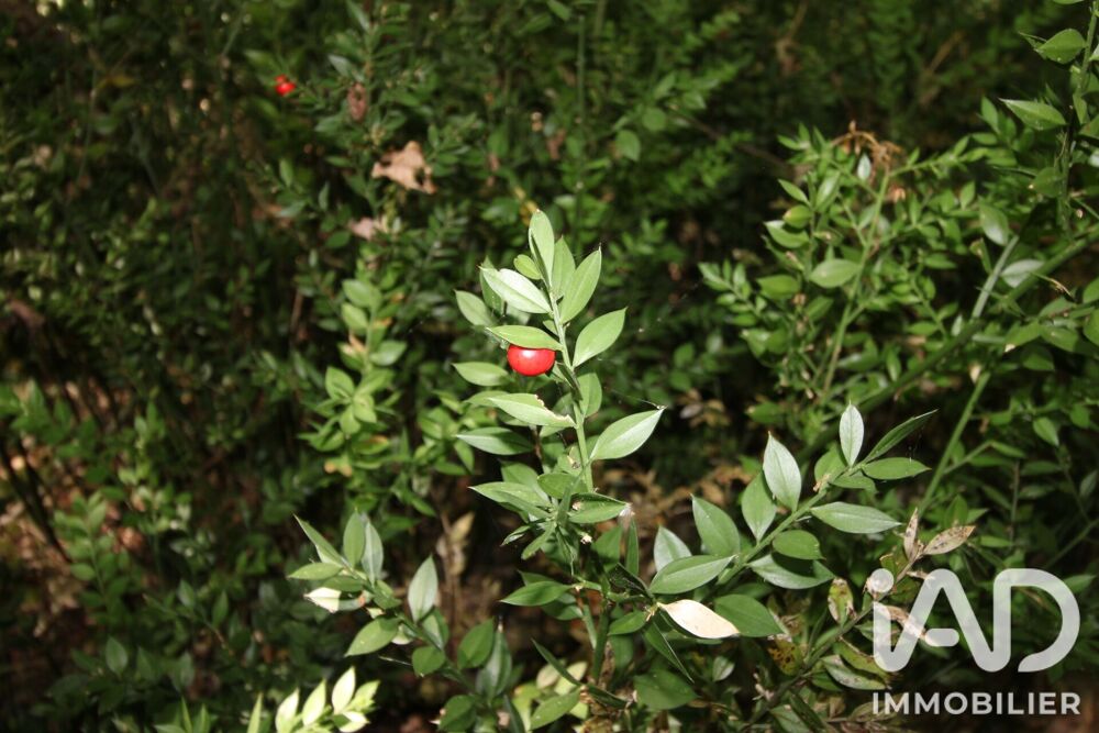 Vente Terrain Vente Terrain 14 982 m&sup2; Montdurausse