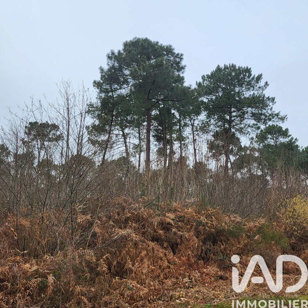 Vente Terrain Vente Surface diverse 44 000 m&sup2; Bazas