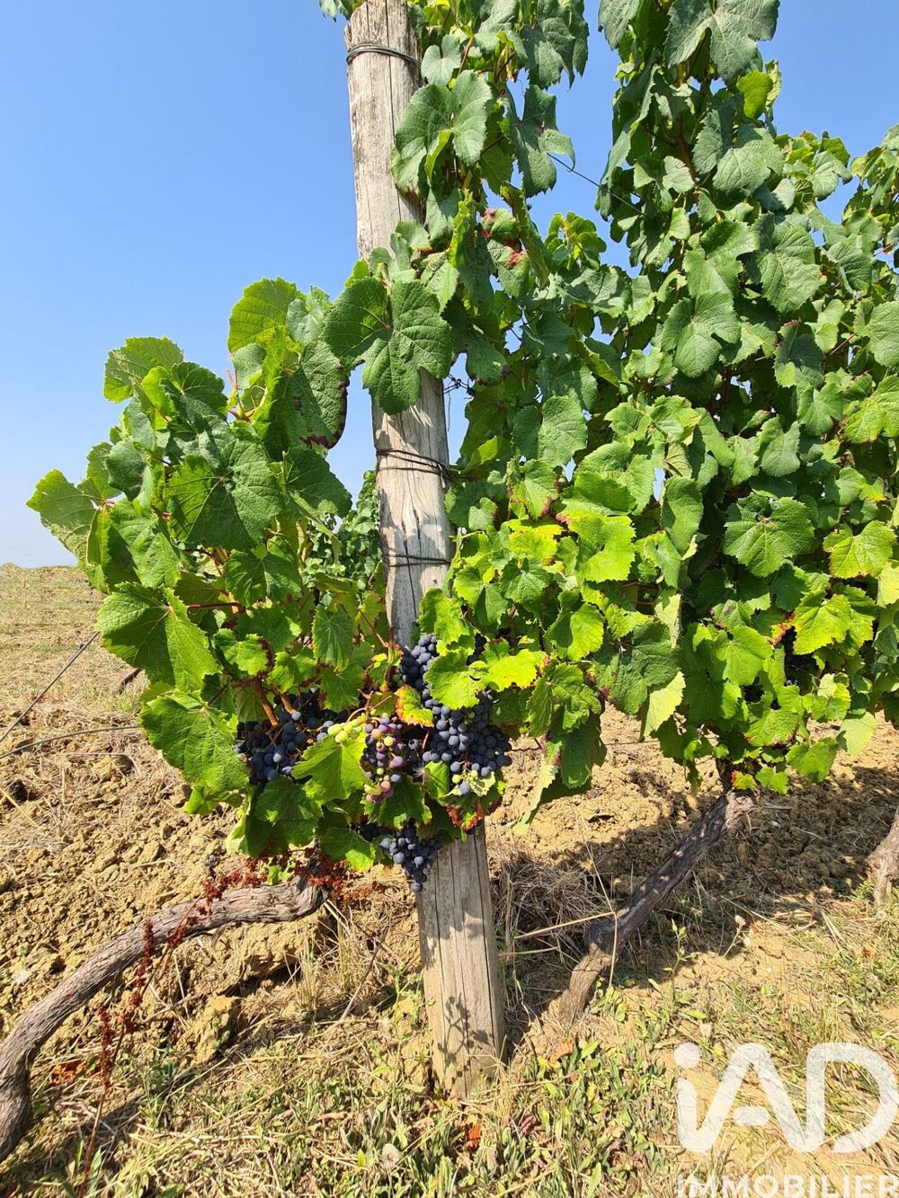 Vente Terrain Vente Terrain agricole 20 497 m&sup2; Saussignac