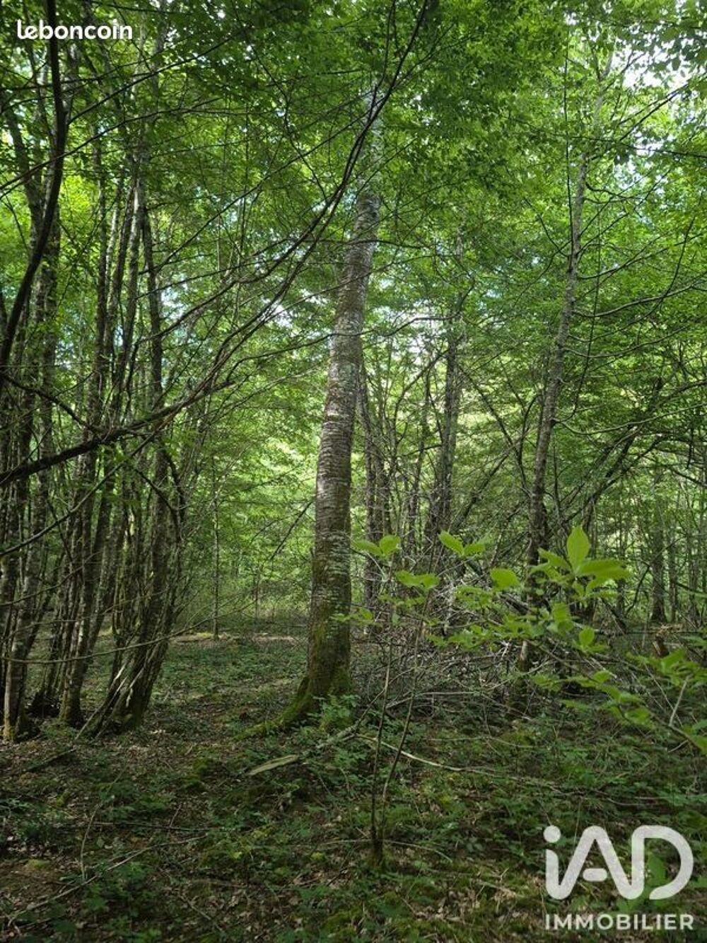 Vente Terrain Vente Surface diverse 188 010 m&sup2; Chevenon