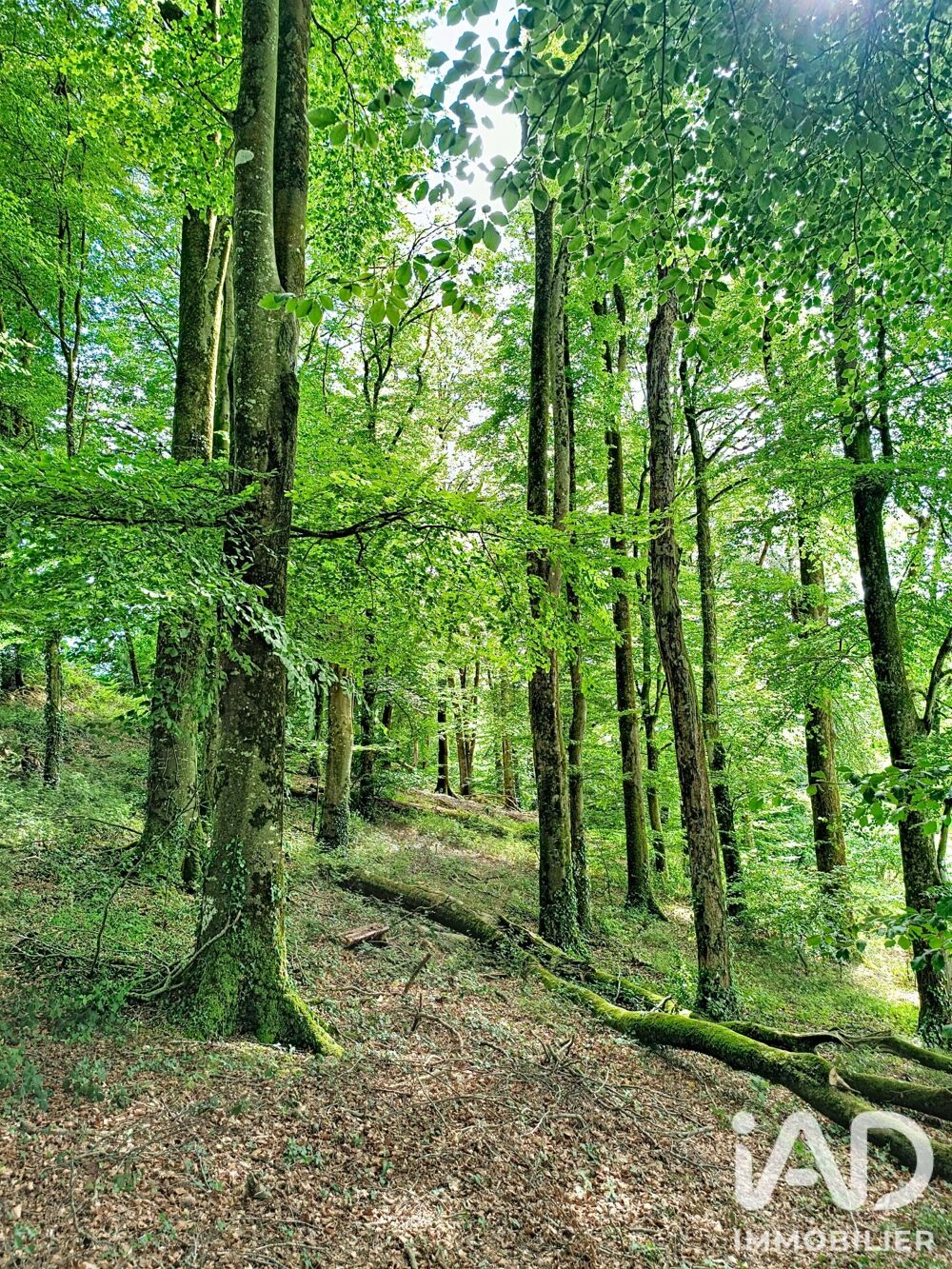 Vente Terrain Vente Terrain 10 344 m&sup2; Saint martin des pres