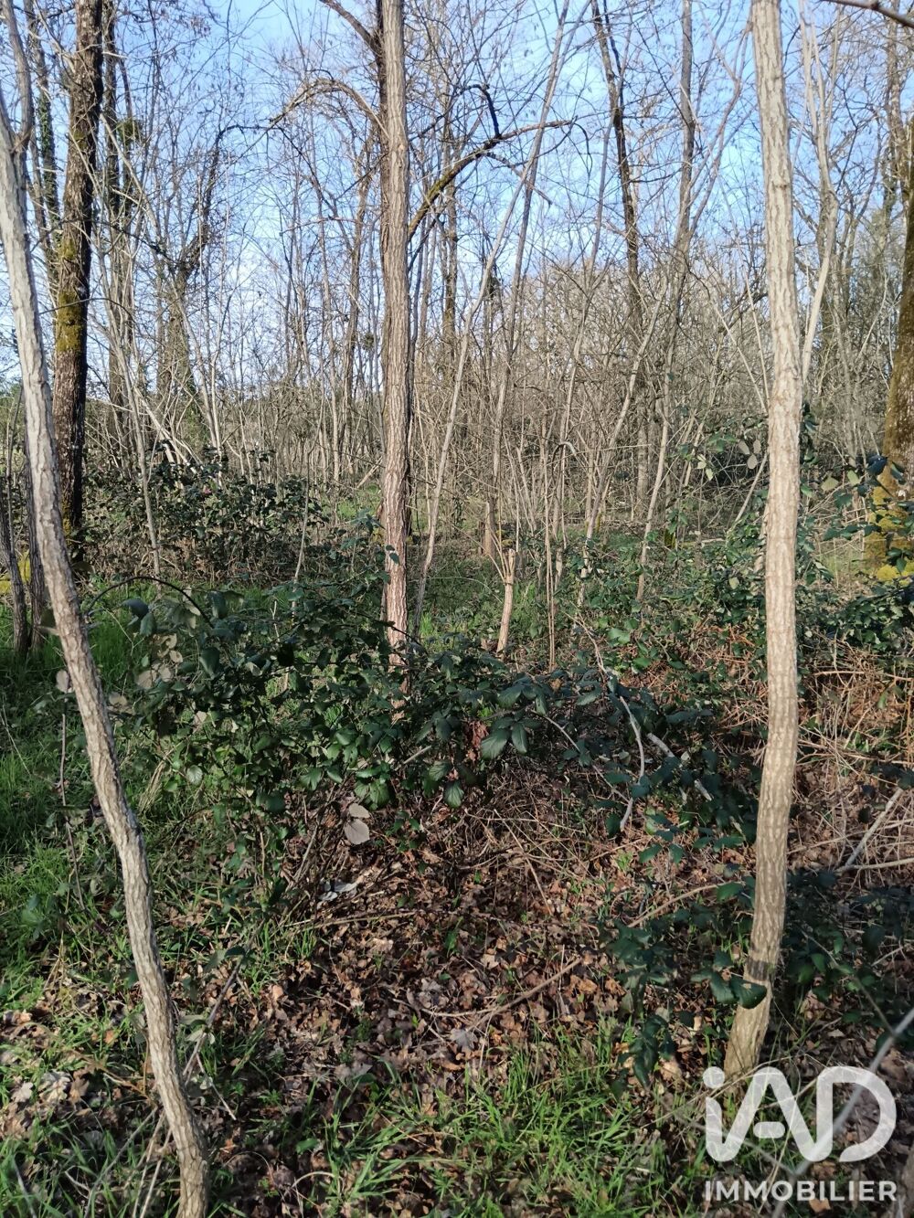 Vente Terrain Vente Terrain 24 045 m&sup2; Sainte-gemme