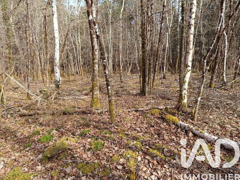 Vente Terrain Vente Terrain 7 302 m&sup2; Lesparre-médoc