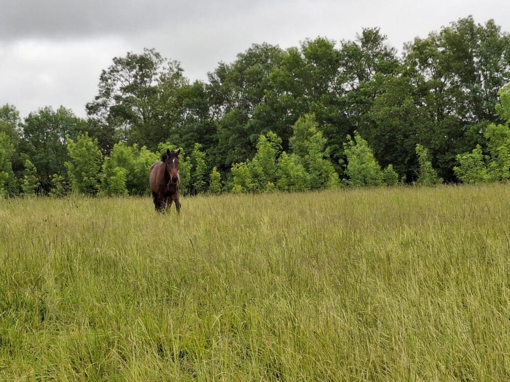  vendre  Maison Villeneuve-sur-Lot (47300)