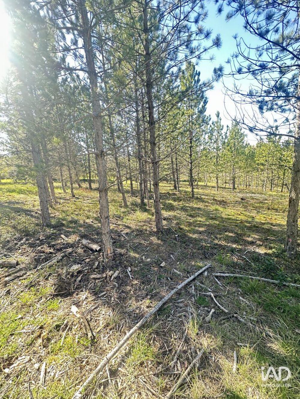 Vente Terrain Vente Terrain 501 m&sup2; Mollans-sur-ouvèze