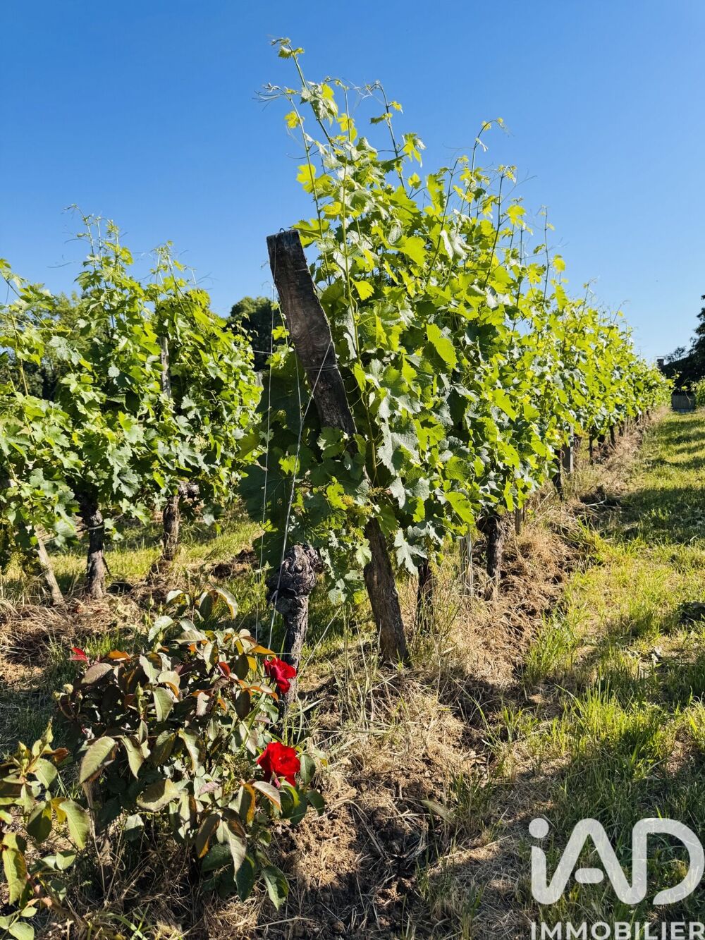 Vente Château 20 pièces
