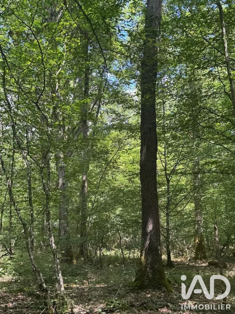 Vente Terrain Vente Surface diverse 211 447 m&sup2; Lantan