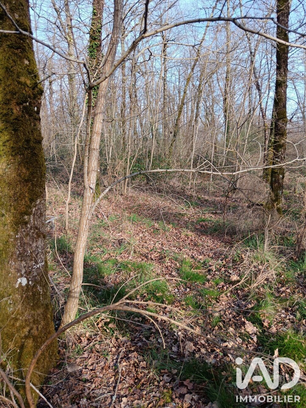 Vente Terrain Vente Terrain 24 045 m&sup2; Sainte-gemme