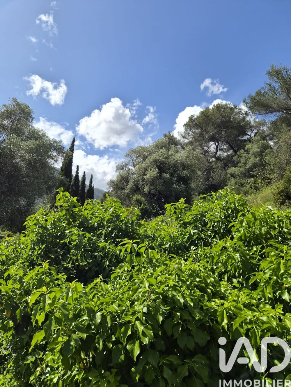 Vente Terrain Vente Terrain 13 374 m&sup2; Gorbio