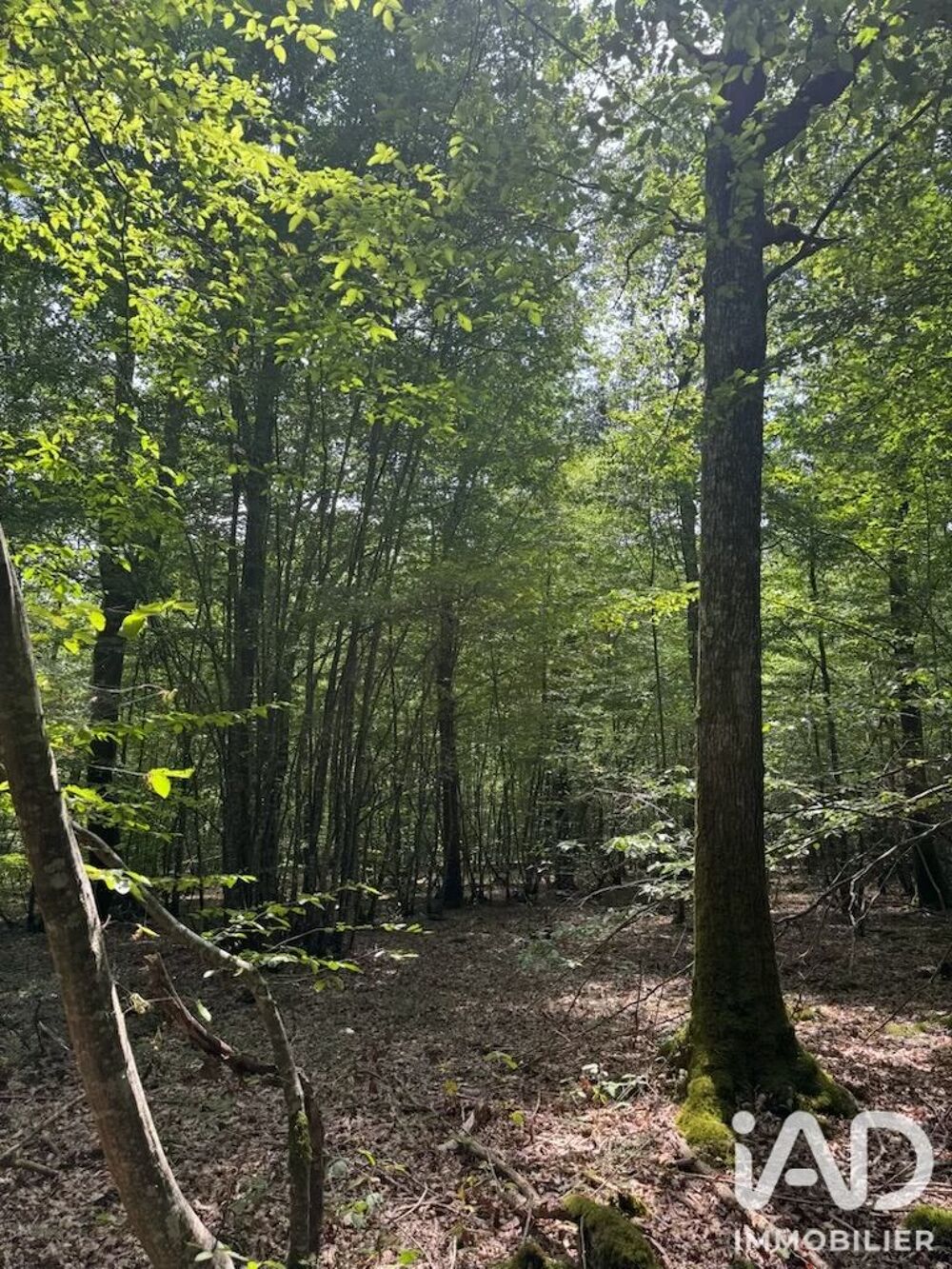 Vente Terrain Vente Surface diverse 211 447 m&sup2; Lantan